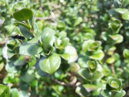 Dyschoriste setigera fast branch